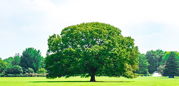 Responsible Care Activities